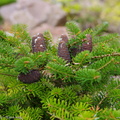 abies-koreana-pancake