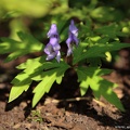 aconitum x