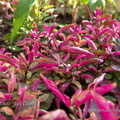 alternanthera