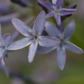 amsonia-orientalis.jpg