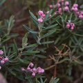 andromeda-polifolia