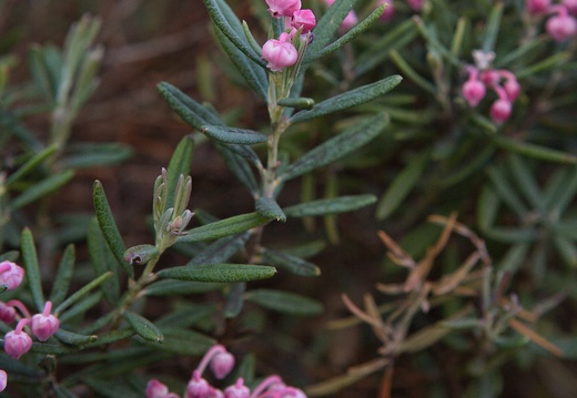andromeda-polifolia