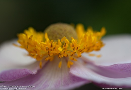 anemone-hupehensis-anemoon