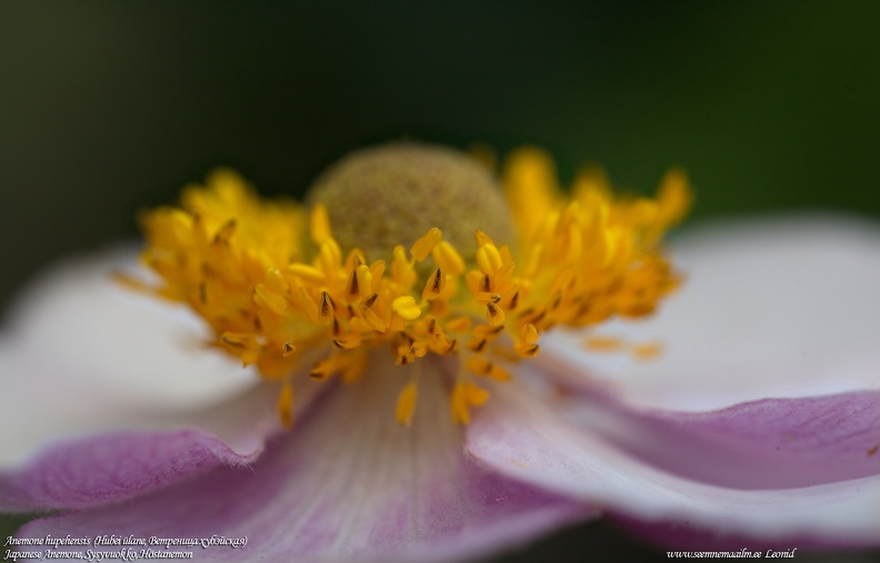anemone-hupehensis-anemoon.jpg