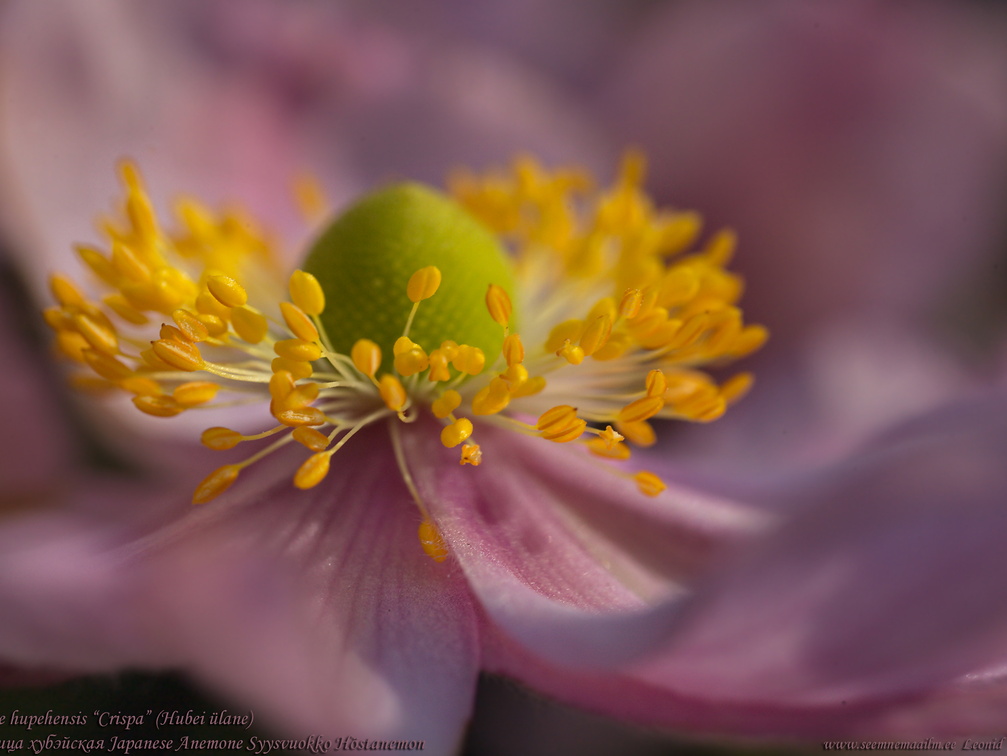 anemone-hupehensis-crispa