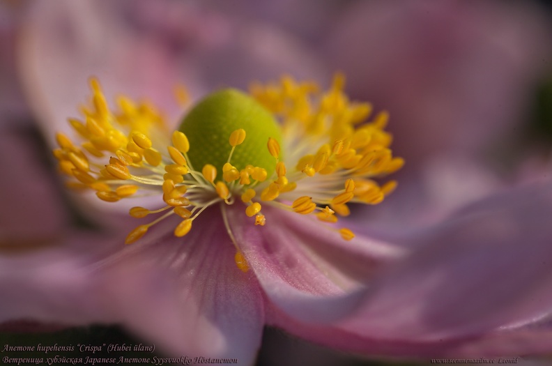anemone-hupehensis-crispa.jpg