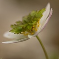 anemone-ulane