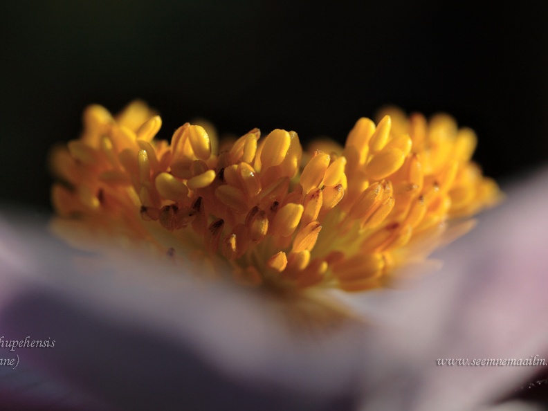 anemone hupehensis.