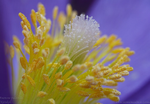anemone pulsatilla macro