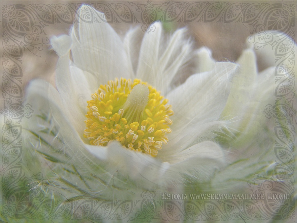 anemone pulsatilla white