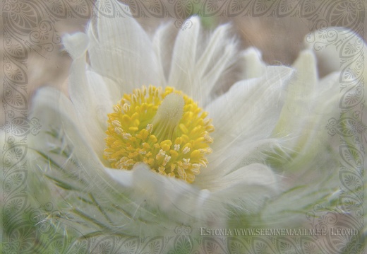 anemone pulsatilla white