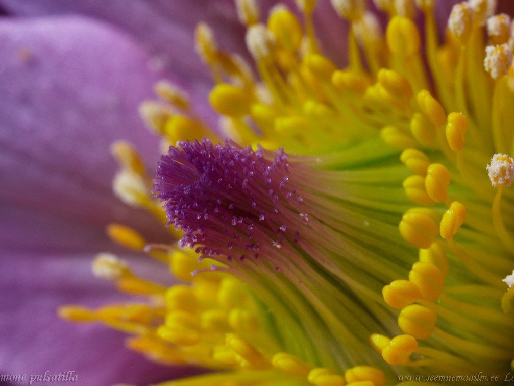 anemone pulsatillax