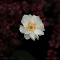 anemone x hybrida honorinejobert