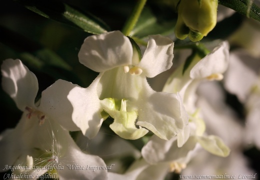 angelonia angustifolia