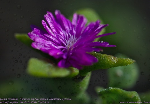aptenia-cordifolia-mesembryanthemum-cordifolium