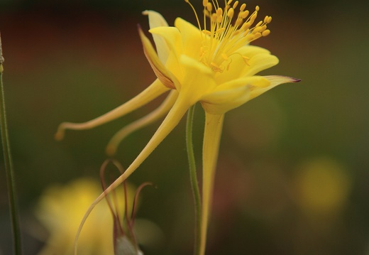 aquilegia-chrysantha-kurekell2