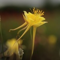 aquilegia-chrysantha-kurekell2.jpg
