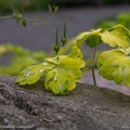 aquilegia-vulgaris-woodside-variegated