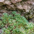 arenaria ledebouriana