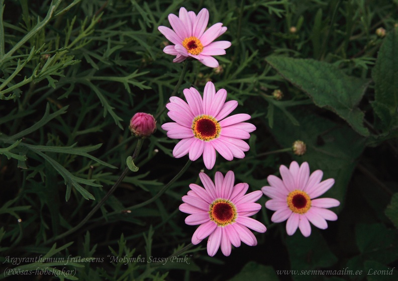 argyranthemum_frutescens.jpg