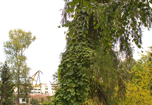 aristolochia-manshuriensis