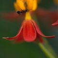 asclepias-curassavica-verev-askleepias-milkweed