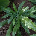 asplenium scolopendrium