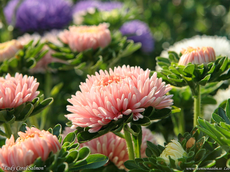 aster-lady-coral-salmon