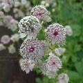 astrantia major