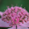 astrantia maxima