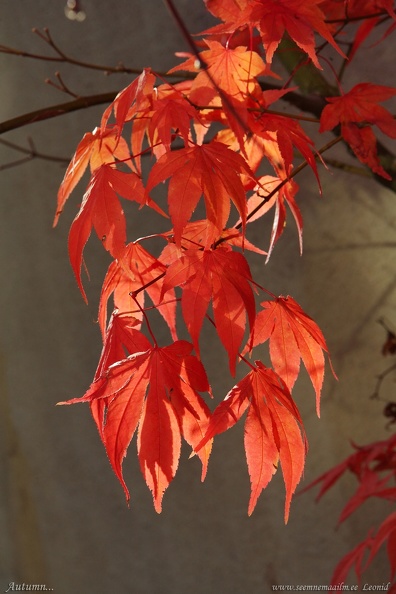 autumn-sygis.jpg