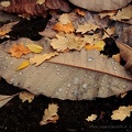 autumn leafs.2
