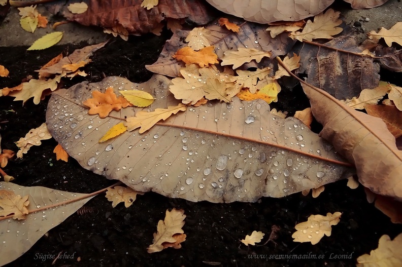 autumn_leafs.2.jpg