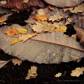 autumn leafs.2