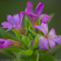 boisduvalia-densiflora