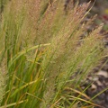 calamagrostis-brachytricha-kastik