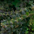 calamintha grandiflora