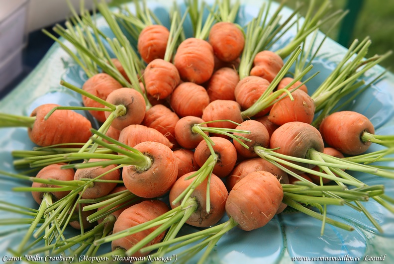 carrot-polar-cranberry.jpg
