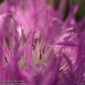 centaurea-dealbata-valkjas-jumikas-persian-cornflower