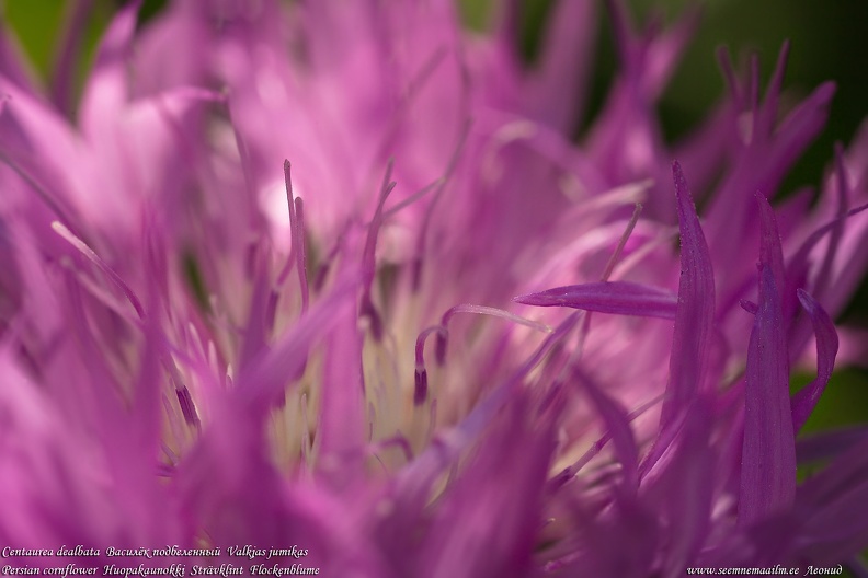 centaurea-dealbata-valkjas-jumikas-persian-cornflower.jpg