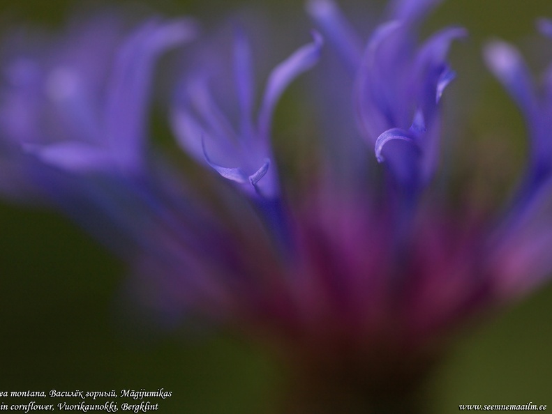 centaurea-montana-magijumikas-vuorikaunokki