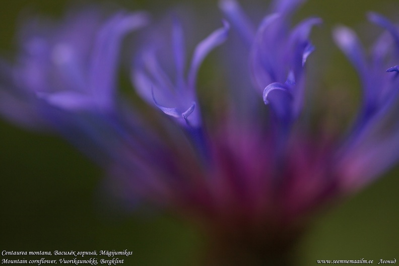 centaurea-montana-magijumikas-vuorikaunokki.jpg