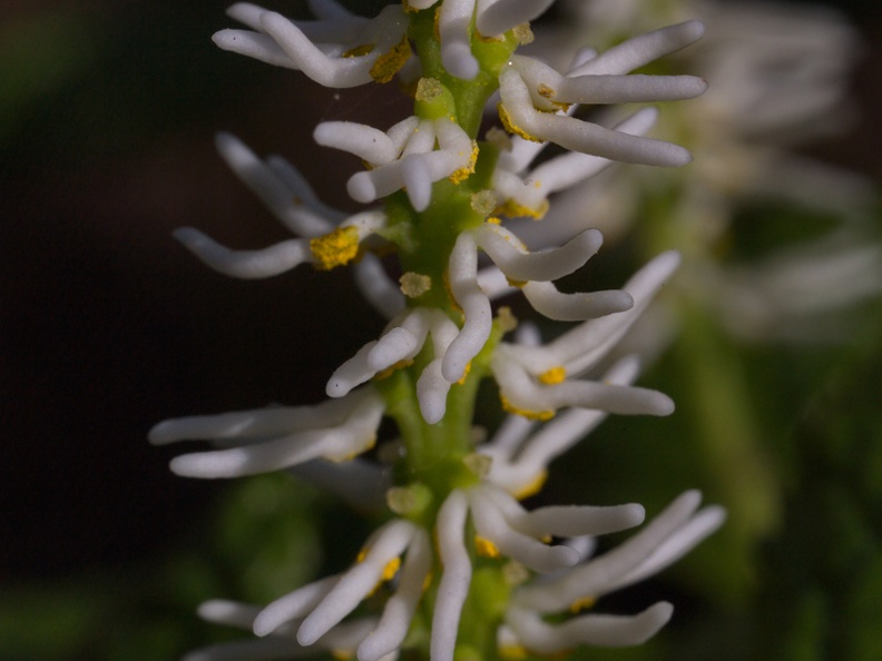 chloranthus-japonicus