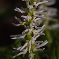chloranthus-japonicus.jpg