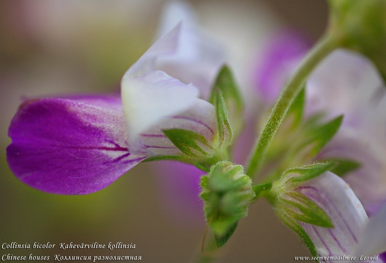 collinsia-bicolor-kolliinsia-kahevarviline.jpg