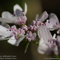 coriandrum-sativum-kinza-coriander