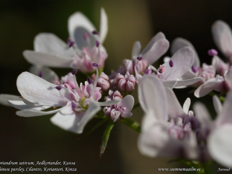 coriandrum-sativum-kinza-coriander