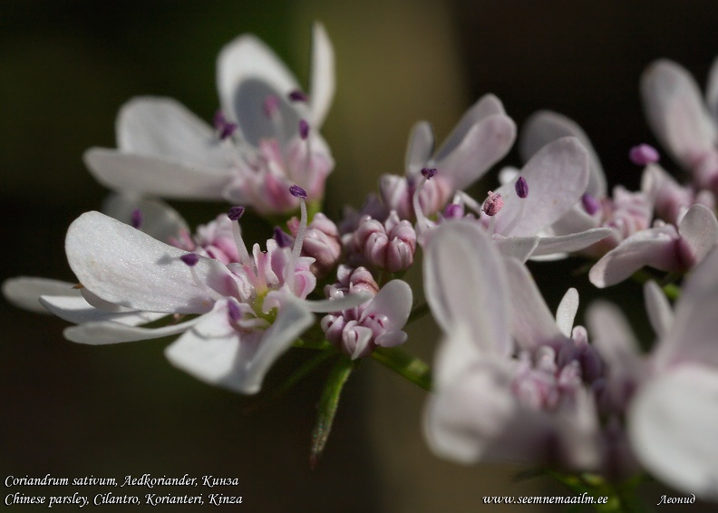 coriandrum-sativum-kinza-coriander.jpg
