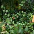cotoneaster divaricatus