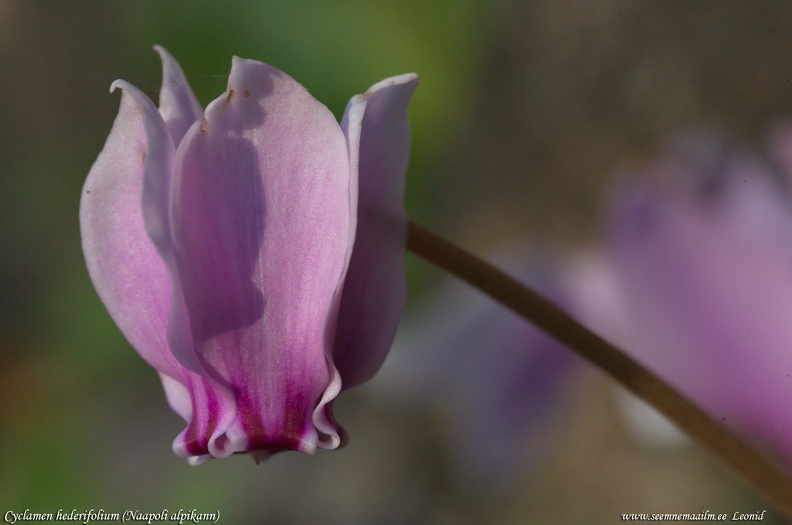 cyclamen-hederifolium.jpg